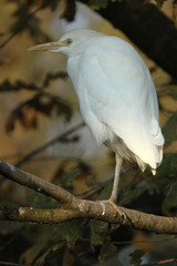 Bubulcus ibis / Héron gardeboeuf