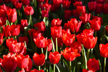 The red tulip in the morning light
