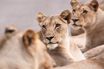 Lioness with other members of her pride looking intently at potential prey passing nearby
