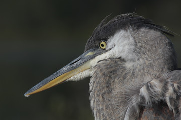 Ardea herodias / Grand héron bleu
