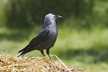 Corvus monedula / Choucas des tours
