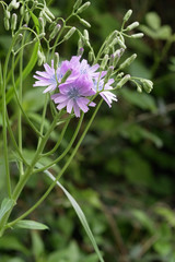 Lactuca perennis / Laitue vivace / Laitue de bruyère