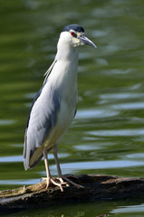 Nycticorax nycticorax / Héron bihoreau