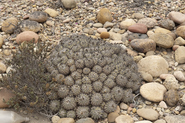 Copiapoa fiedleriana