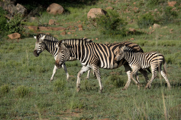 Burchell’s zebra family, stallion, mare and young foal keeping close together for protection