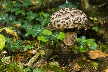 Strobilomyces floccopus / Bolet pomme de pin