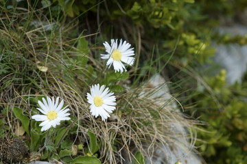 Bellidiastrum michelii / Aster bellidiastrum / Aster fausse pâquerette