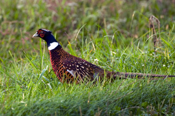 Phasianus colchicus / Faisan de Colchide
