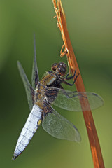 Libellula depressa / Libellule déprimée / Mâle