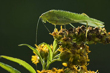 Phaneroptera falcata / Phanéoptére commun