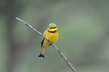 Merops pusillus / Guêpier nain