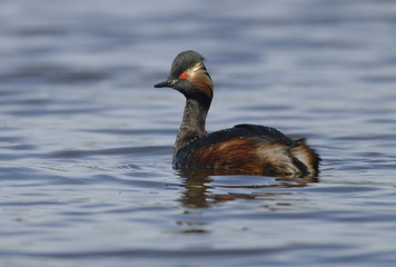 Podiceps nigricollis / Grébe à cou noir