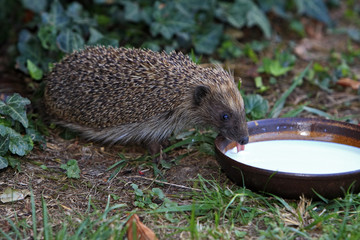 Erinaceus europaeus / Hérisson d'Europe