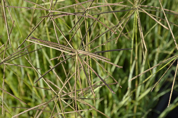 Eustachys distichophylla  / Chloris distichophylla