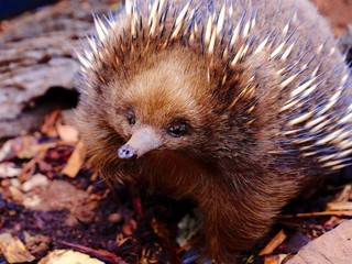 echidna australian animal