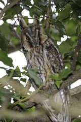 Asio otus / Hibou moyen-duc