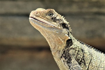 Eastern Water Dragon