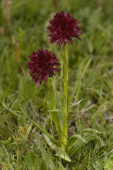 Nigritella rhellicani / Nigritelle noire