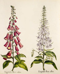 Illustration botanique / Digitalis purpurea / Digitale pourpre