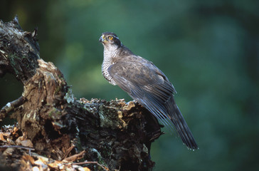 Accipiter gentilis / Autour des palombes