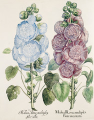 Illustration botanique / Alcea rosea / Rose trémière