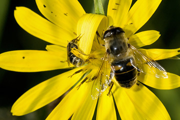 Eristalis tenax / Eristale gluante