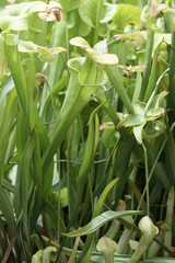 Sarracenia flava / Sarracénie jaune