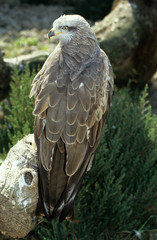 Milvus milvus / Milan royal