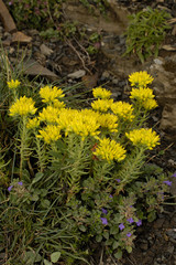Sedum montanum subsp. montanum / Sédum des montagnes