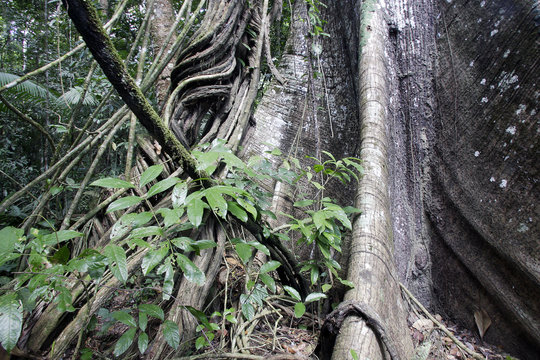 Ceiba Pentandra / Fromager / Kapokier