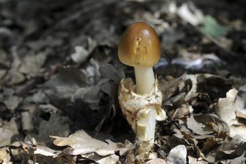 Amanita fulva / Amanite fauve