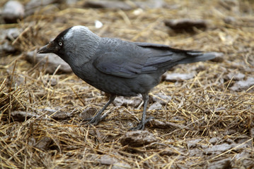 Corvus monedula / Choucas des tours