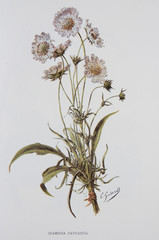 Illustration / Scabiosa caucasica / Scabieuse du Caucase
