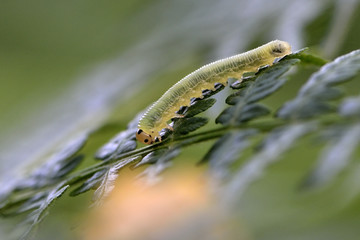 Tenthredo sp. / Tenthrède / Larve