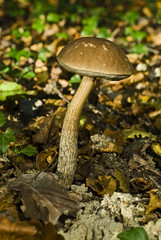 Leccinum leucophaeum / Bolet rude