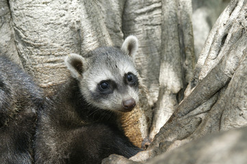 Procyon cancrivorus / Raton crabier