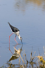 Himantopus himantopus / Echasse blanche