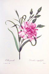 Dianthus caryophyllus / Oeillet