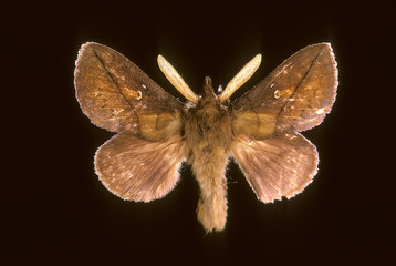 Euthrix potatoria / Bombyx buveur