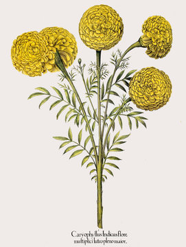 Illustration botanique / Tagetes erecta / Rose d'Inde