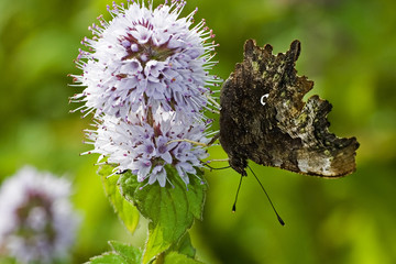 Polygonia c-album / Robert le diable