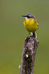 Motacilla flava iberiae / Bergeronnette ibérique