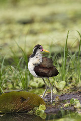 Jacana jacana / Jacana noir