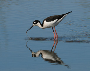 Stilt with reflection in lake bending over to collect critter from water