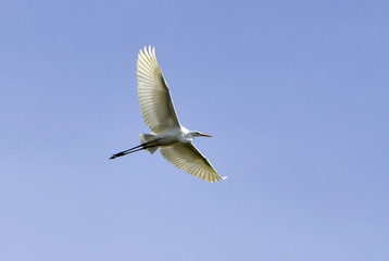 Casmerodius albus / Grande aigrette