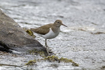 Tringa hypoleucos / Chevalier guignette
