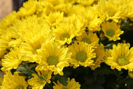 Yellow chrysanthemums naturally beautiful.