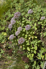 Sedum anacampseros / Orpin bleu / Orpin courbé