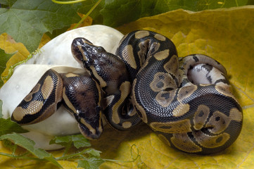 Python regius / Python royal
