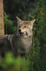 Canis latrans / Coyote